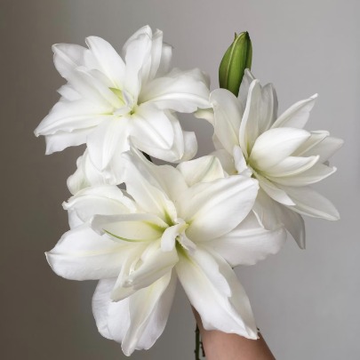 Snow Lotus Pure Ivory-White Double Lily (2 buds/stem) · White & Cream