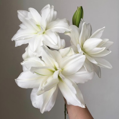 Snow Lotus Pure Ivory-White Double Lily (3 buds/stem) · White & Cream