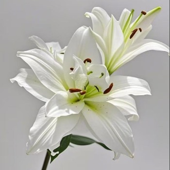 Snow White Pure White Double Oriental Lily (2 buds/stem) · White & Cream
