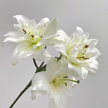 Snow White Pure White Double Oriental Lily (3 buds/stem) · White & Cream