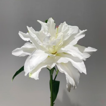 Snowboard Pure White Double Oriental Lily (1 buds/stem) · White & Cream