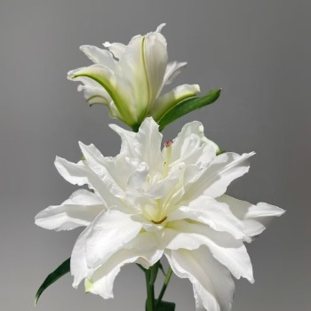 Snowboard Pure White Double Oriental Lily (2 buds/stem) · White & Cream