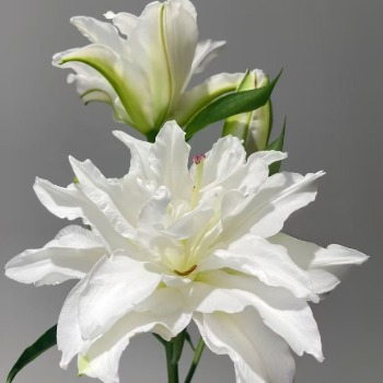 Snowboard Pure White Double Oriental Lily (3 buds/stem) · White & Cream