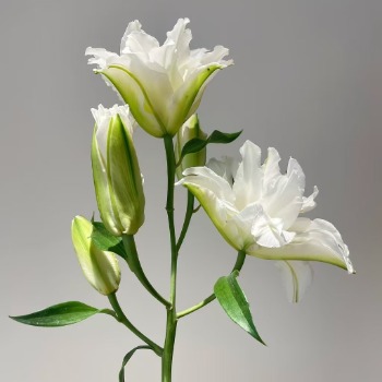 Snowboard Pure White Double Oriental Lily - 4+ Buds / Multi-Bud · White & Cream