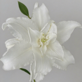 White Angel Pure White Double Oriental Lily (1 buds/stem) · White & Cream