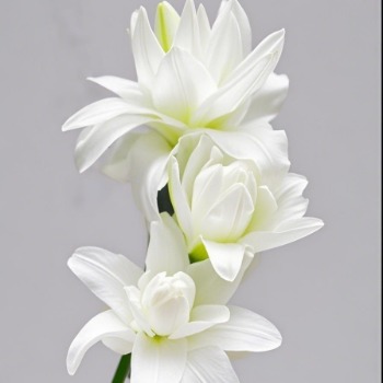 White Lotus Pure White Double Oriental Lily (3 buds/stem) · White & Cream