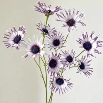 African Daisy / Osteospermum · White & Cream