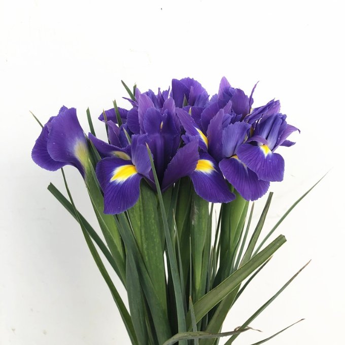 Alice Dutch Purple Iris · Purple & Lavender