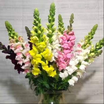 Assorted Multi-Color Snapdragon Mix · Bicolor & Multi-Color