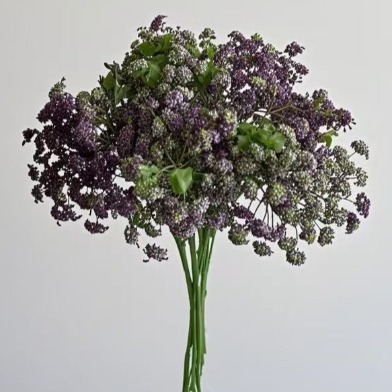 Assorted Tinted Queen Annes Lace Mix · Bicolor & Multi-Color