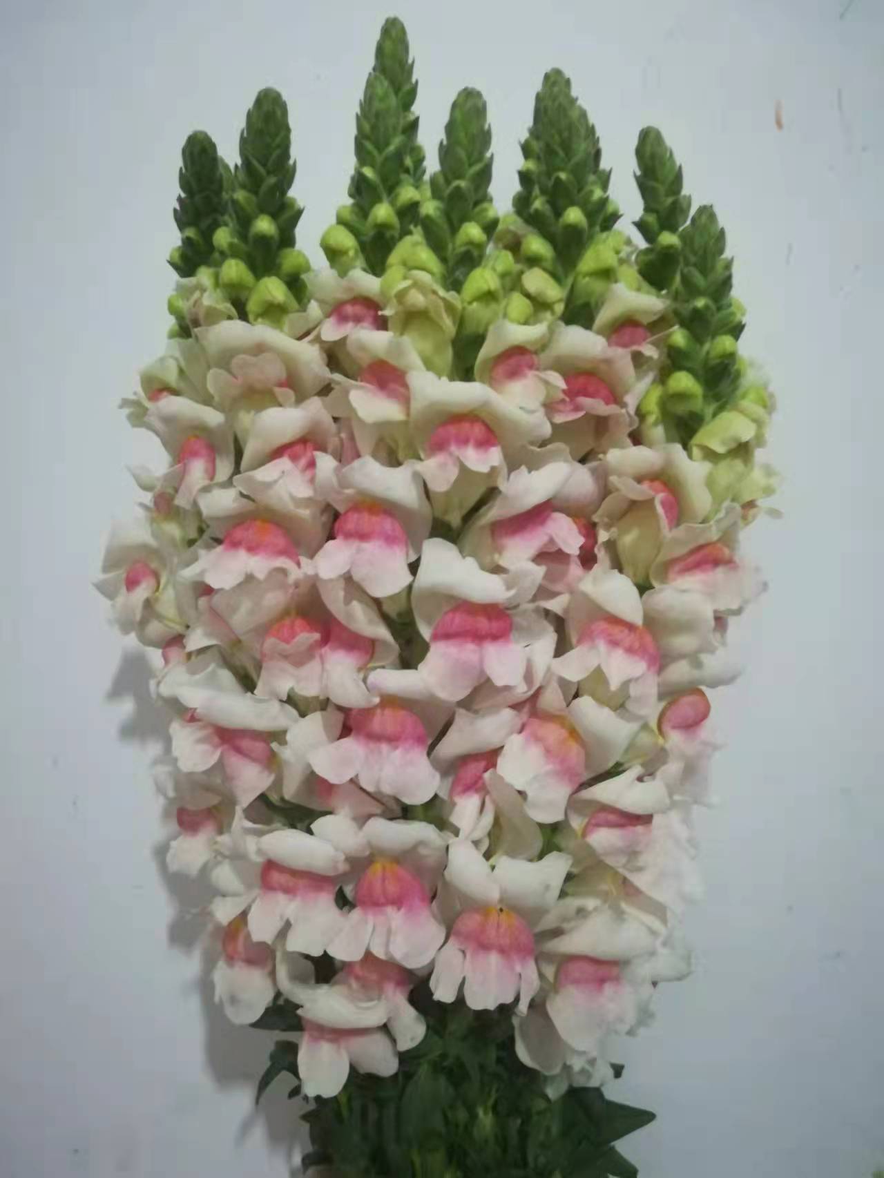 Bicolor Snapdragon / Antirrhinum Spikes · Bicolor & Multi-Color