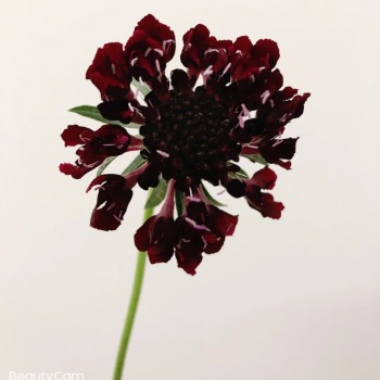 Black Knight Dark Maroon-Black Scabiosa · Vintage Coffee, Terracotta & Dark