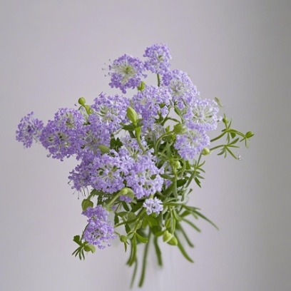 Blue-Lavender Lace Flower / Didiscus · Purple & Lavender