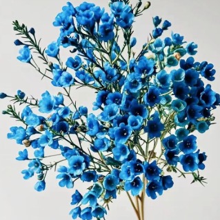 Blue Tinted Waxflower · Blue