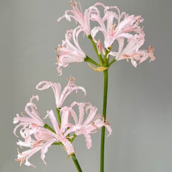Blush Pink Nerine / Spider Lily · Pink & Blush