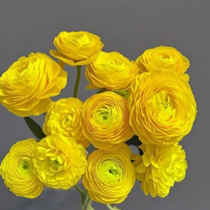 Bright Yellow Ranunculus / Persian Buttercup · Yellow & Gold