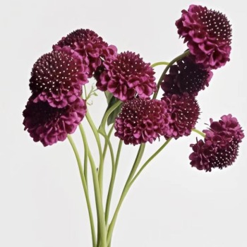 Burgundy Wine Scabiosa / Dark Pincushion Flower · Vintage Coffee, Terracotta & Dark