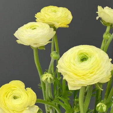 Buttercream Yellow Ranunculus / Persian Buttercup · White & Cream