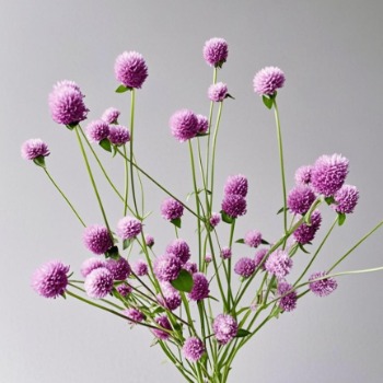 Candy Pink Gomphrena / Globe Amaranth · Pink & Blush