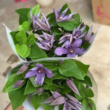 Cardamom Mauve-Pink Clematis · Pink & Blush
