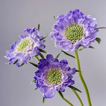 Caucasian Lavender-Blue Scabiosa · Purple & Lavender