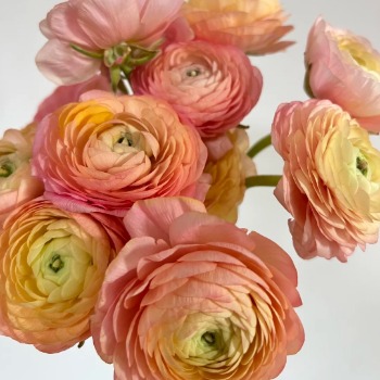 Champagne Peach Ranunculus / Persian Buttercup · Champagne, Peach & Apricot