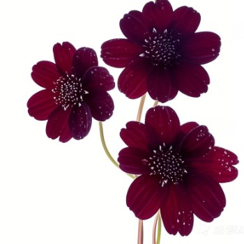 Chocolate Cosmos · Vintage Coffee, Terracotta & Dark