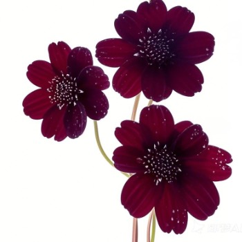 Chocolate Cosmos · Vintage Coffee, Terracotta & Dark