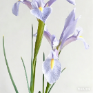 Classic Purple Dutch Iris · Purple & Lavender