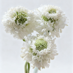 Creamy Vanilla-Apricot Scabiosa · White & Cream