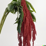 Crimson Hanging Amaranthus / Red Tassel Flower · Red