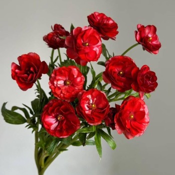 Crimson Red Butterfly Ranunculus · Red