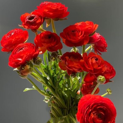 Crimson Red Ranunculus / Persian Buttercup · Red