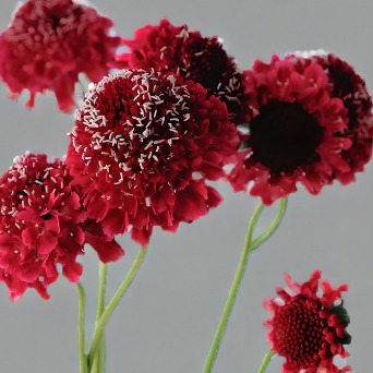Crimson Red Scabiosa / Pincushion Flower · Red