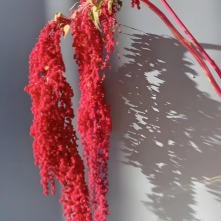 Crimson Velvet Hanging Amaranthus · Red
