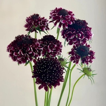 Dark Lace Deep Burgundy-Black Scabiosa · Vintage Coffee, Terracotta & Dark