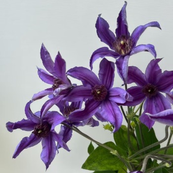 Deep Purple Spray Clematis · Purple & Lavender