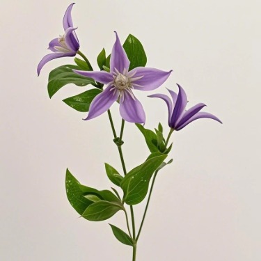 Deep Purple Standard Clematis · Purple & Lavender