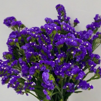 Deep Purple Statice / Royal Sea Lavender · Purple & Lavender