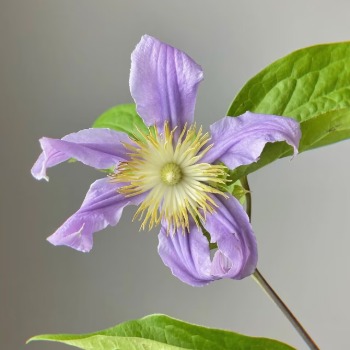 East River Violet-Blue Clematis · Purple & Lavender