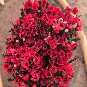 Flat-Topped Short Red Waxflower Filler · Red
