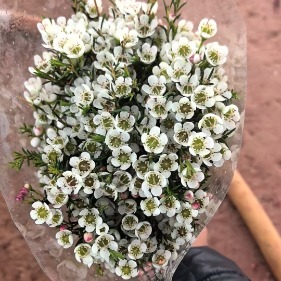 Flat-Topped Short White Waxflower Filler · White & Cream