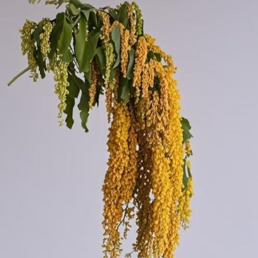 Golden-Amber Hanging Amaranthus Tassels · Yellow & Gold