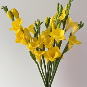 Golden Yellow Freesia · Yellow & Gold