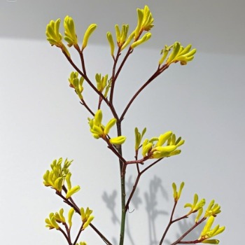 Golden Yellow Kangaroo Paw · Yellow & Gold