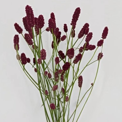 Great Burnet / Sanguisorba Officinalis Burgundy Bobbins · Vintage Coffee, Terracotta & Dark