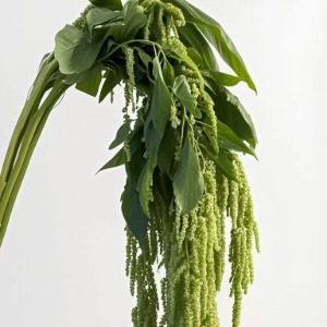Green Cascading Amaranthus / Drooping Millet · Green & Foliage