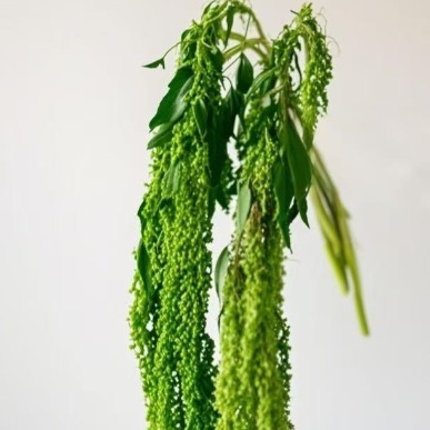 Green Hanging Amaranthus / Love-Lies-Bleeding · Green & Foliage