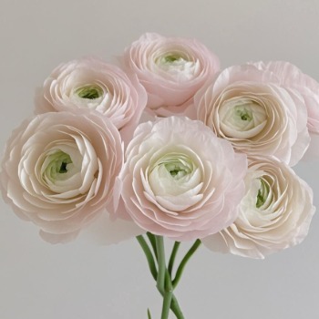 Hanoi Sakura-Blush Ranunculus · Pink & Blush