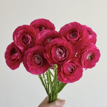 Hot Pink / Cerise Ranunculus · Pink & Blush